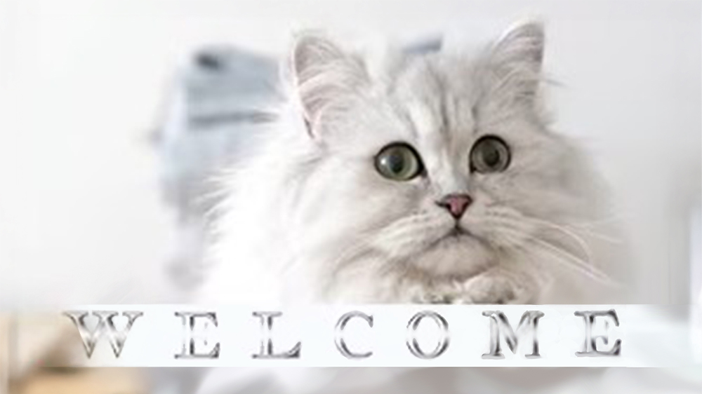 White cat behind a welcome sign